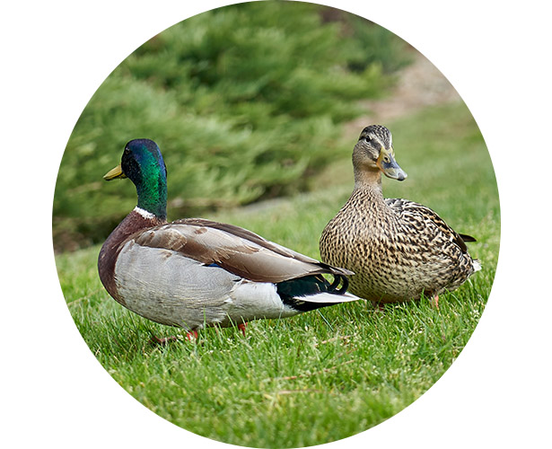 A couple of ducks sitting on grass.