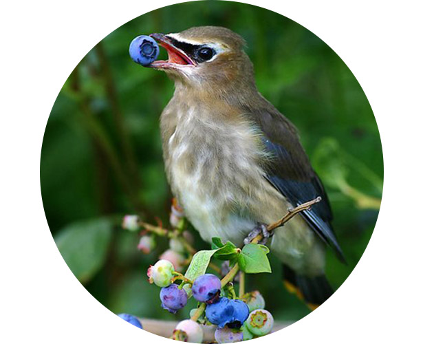 A bird eating blueberries off of the plant.