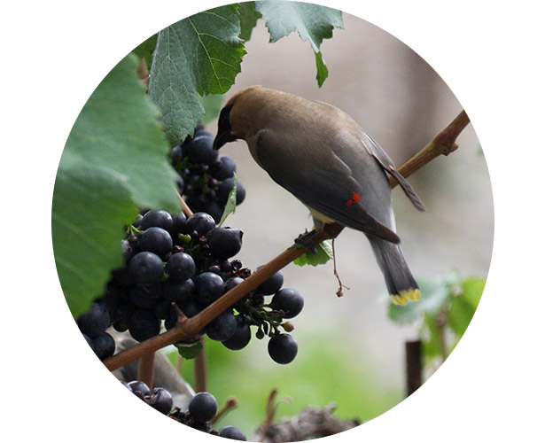 A cedar waxwing eating grapes off the vine.