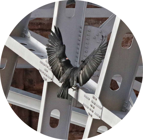black-birds-on-scaffolding-151340