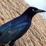 link to grackle page