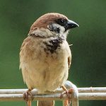 link to sparrow page