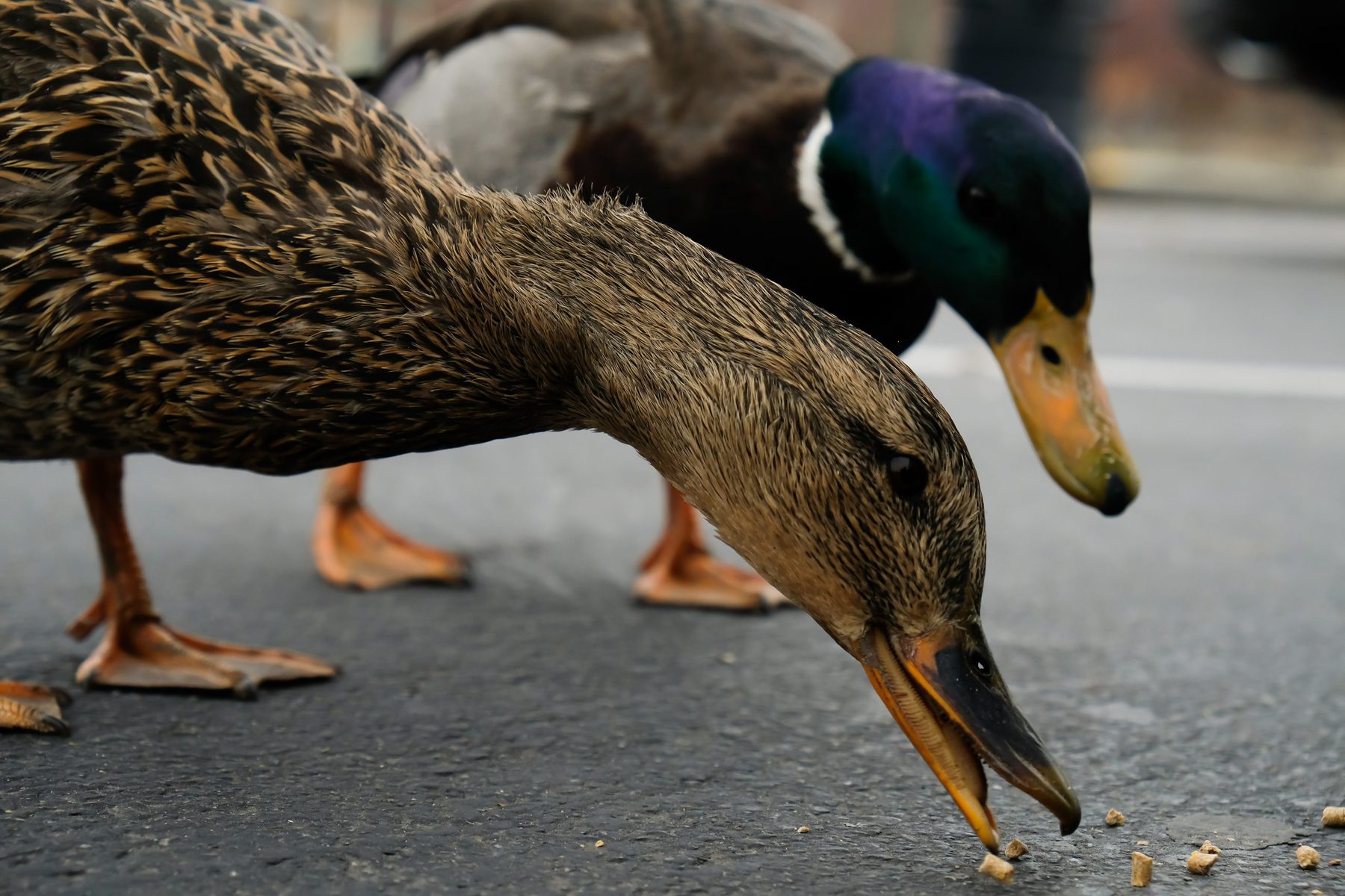 Ducks on Pavement