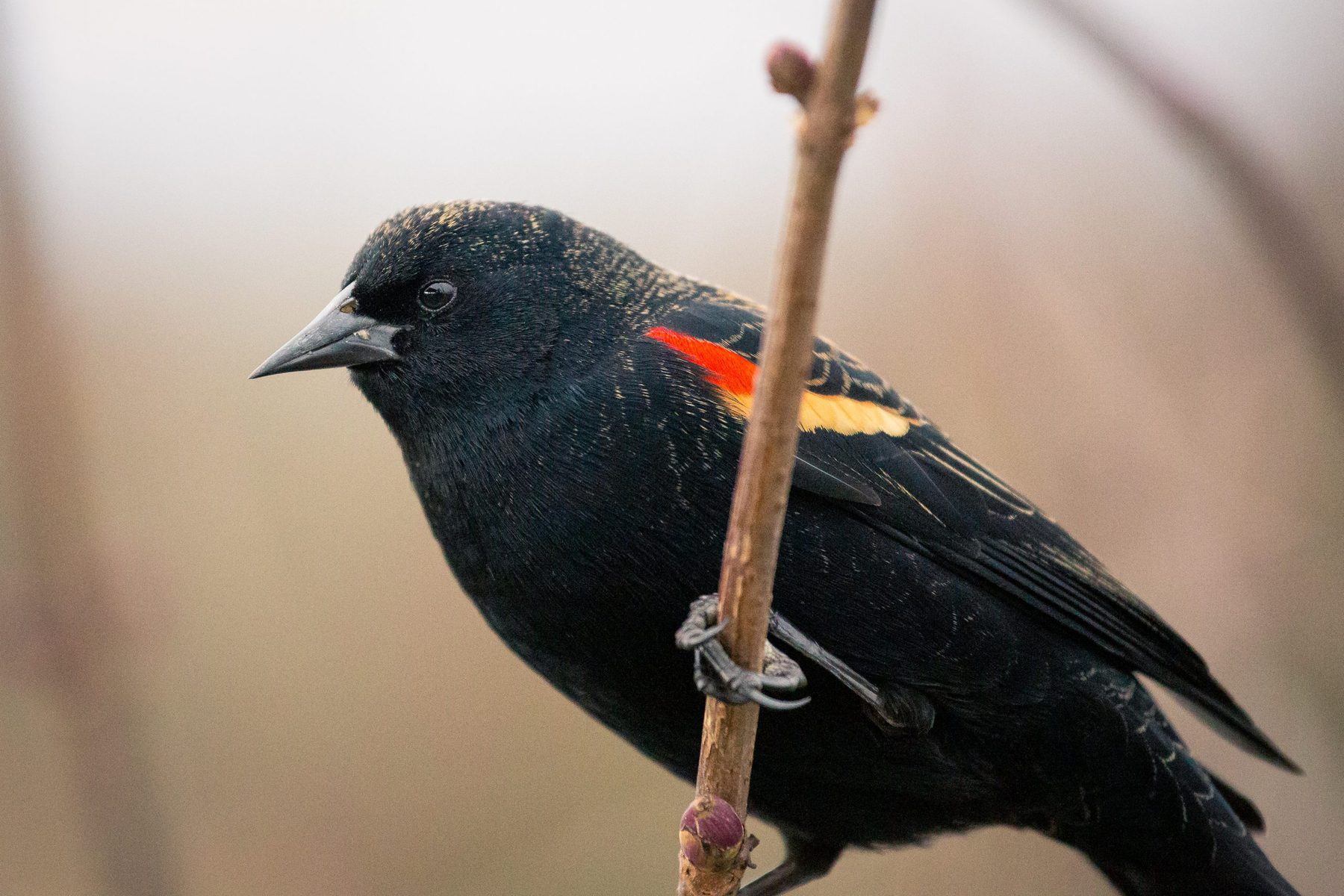 RW Blackbird Close-up Photo