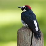 acorn woodpecker sitting on post