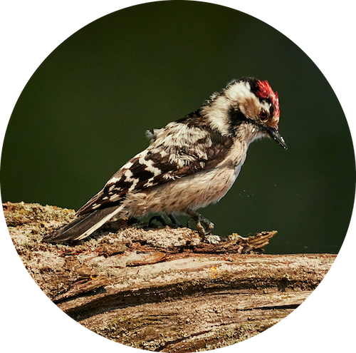 Downy woodpecker on tree trunk