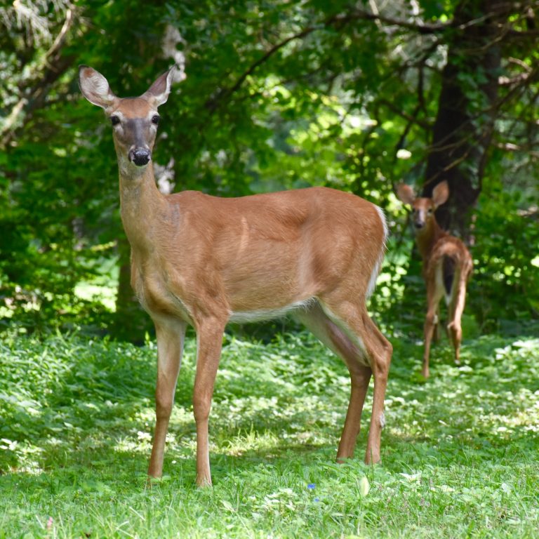 Deer Shield - Bird Gard