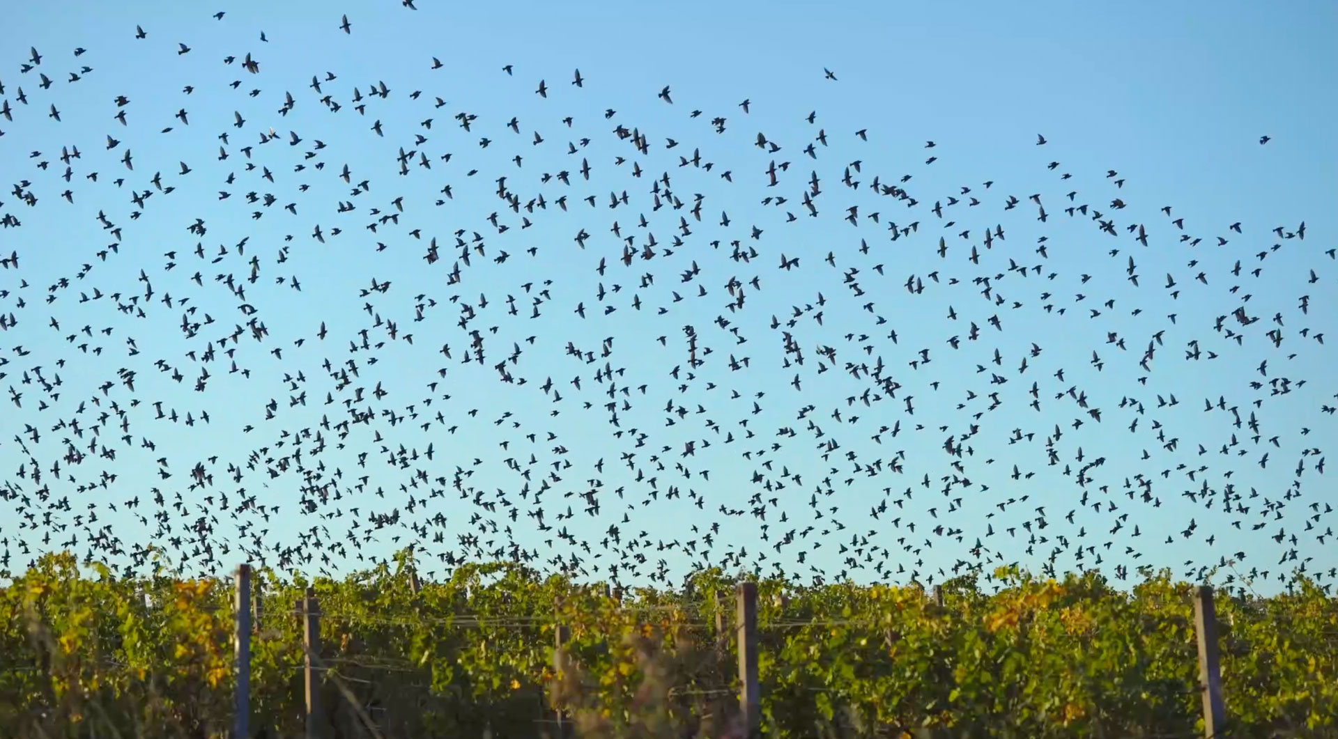 Birds-over-Vineyard-Poster