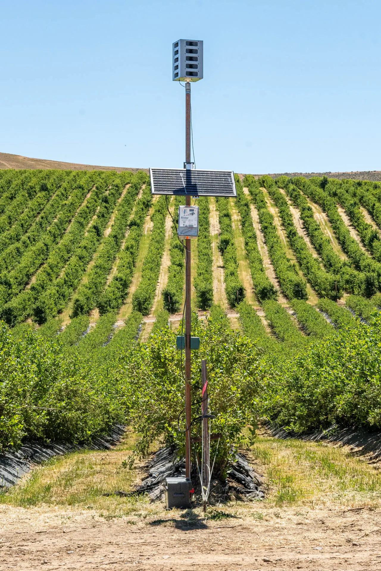 Sonic Hawk 500 deployed in a vineyard for bird damage reduction