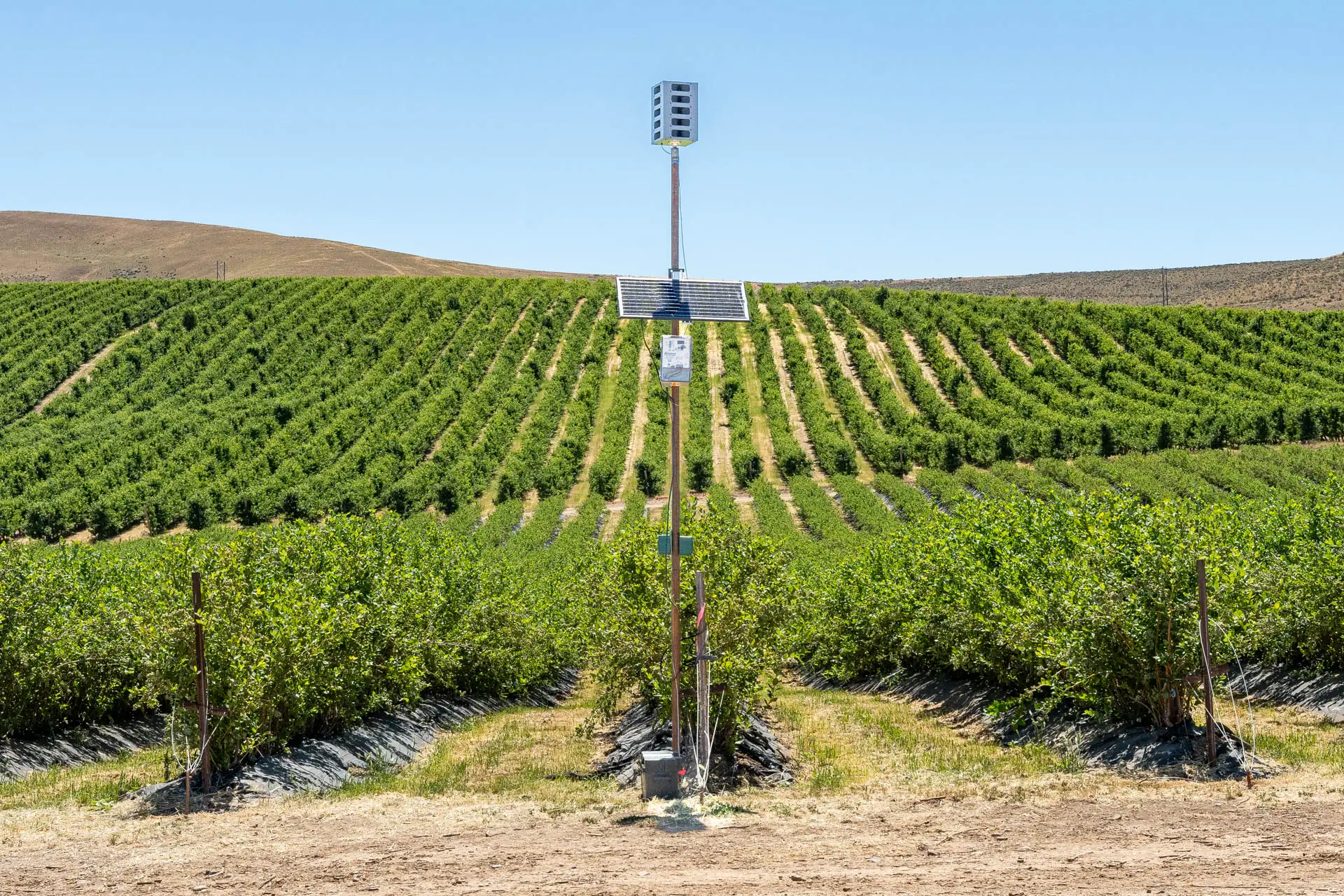 Sonic Hawk 500 deployed in a vineyard for bird damage reduction