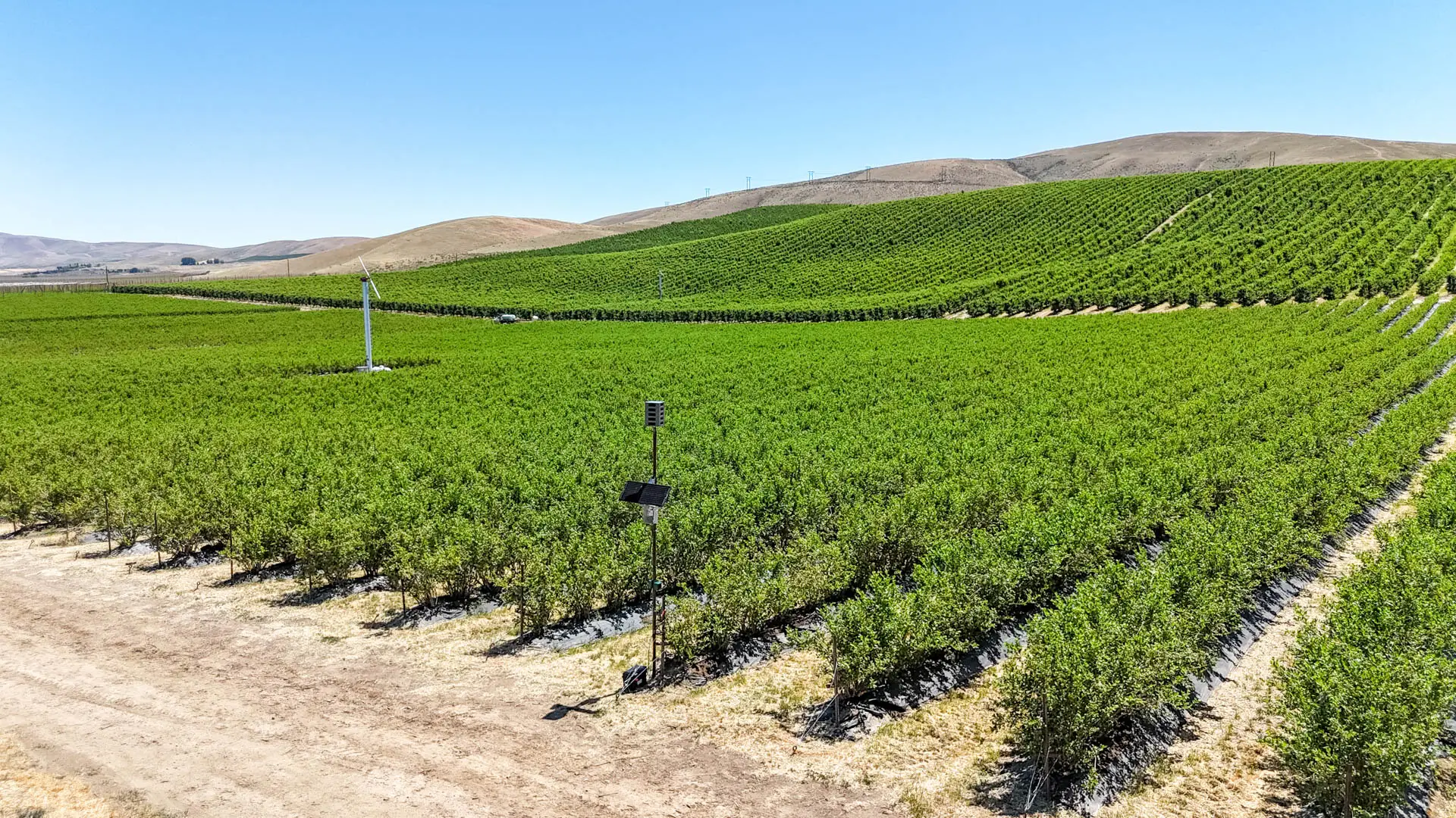 Sonic Hawk 500 deployed in a vineyard for bird damage reduction