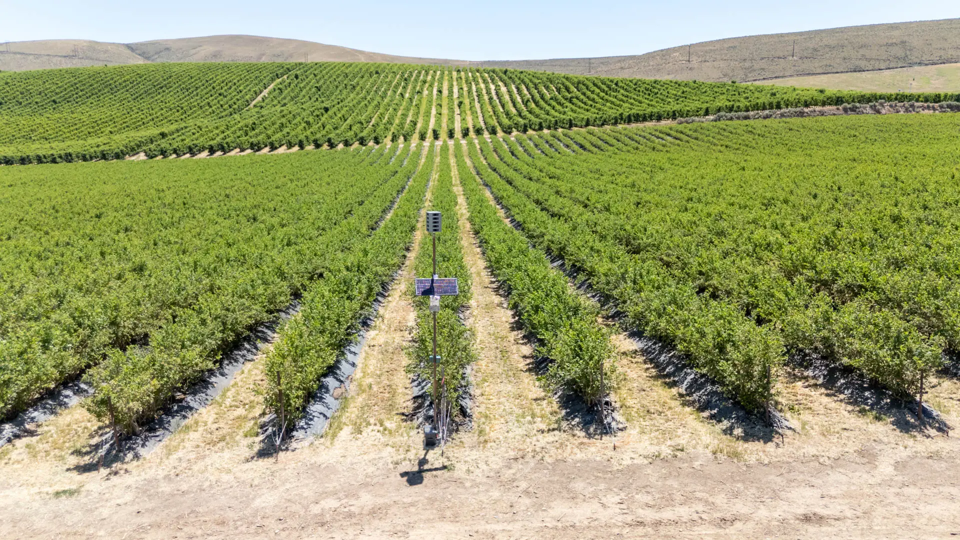 Sonic Hawk 500 deployed in a vineyard for bird damage reduction