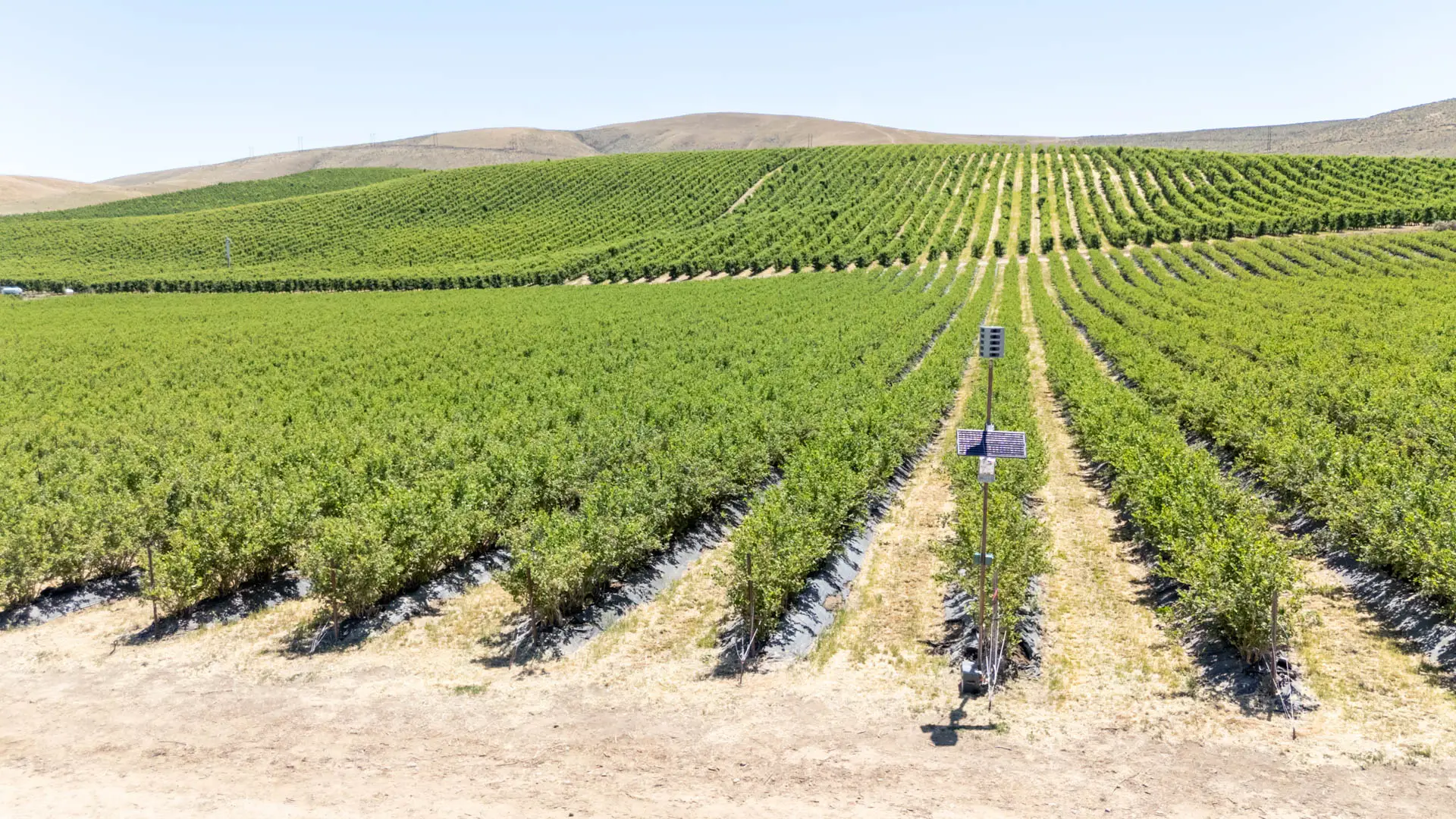 Sonic Hawk 500 deployed in a vineyard for bird damage reduction