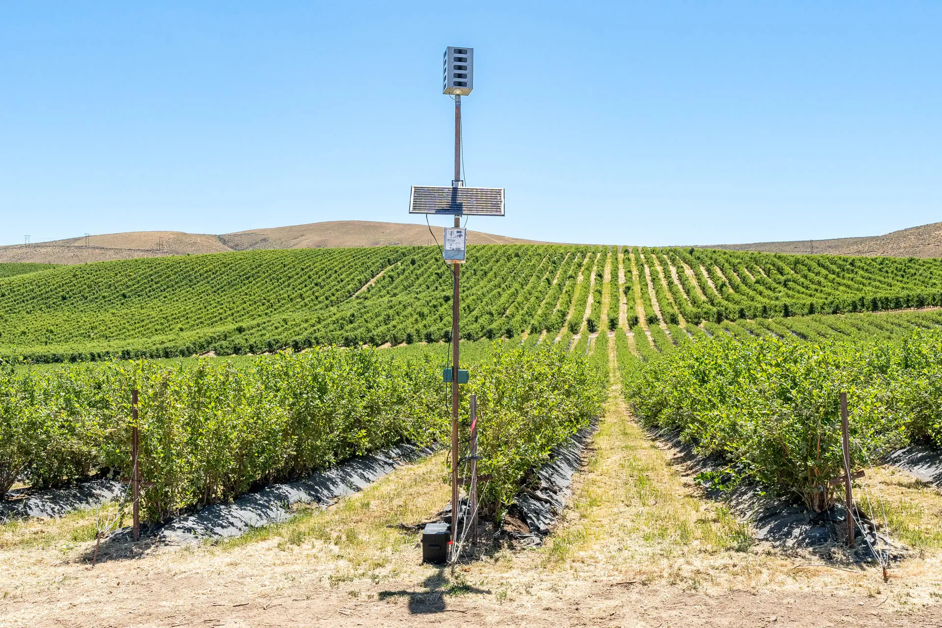 Sonic Hawk 500 deployed in a vineyard for bird damage reduction