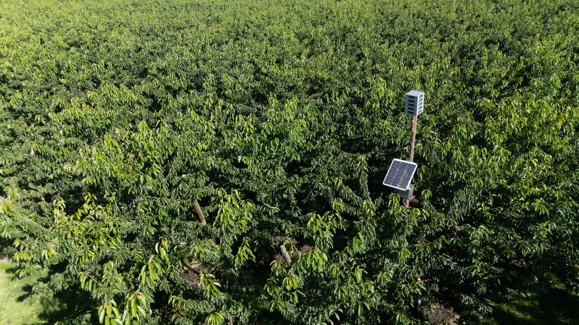 Sonic Hawk 500 deployed in a vineyard for bird damage reduction