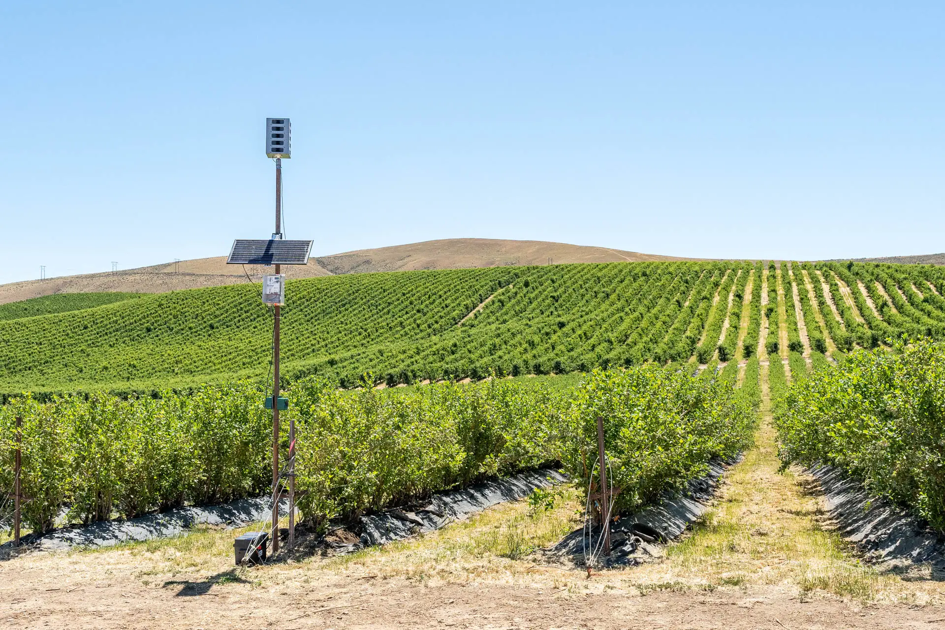 Sonic Hawk 500 deployed in a vineyard for bird damage reduction