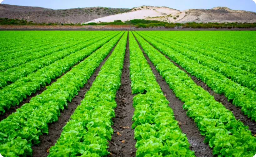 Field & Row Crops img