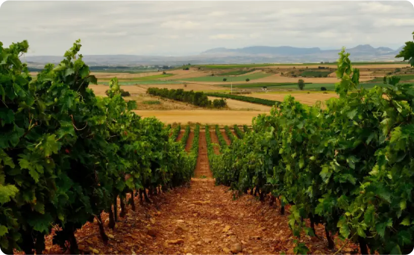 Vineyards