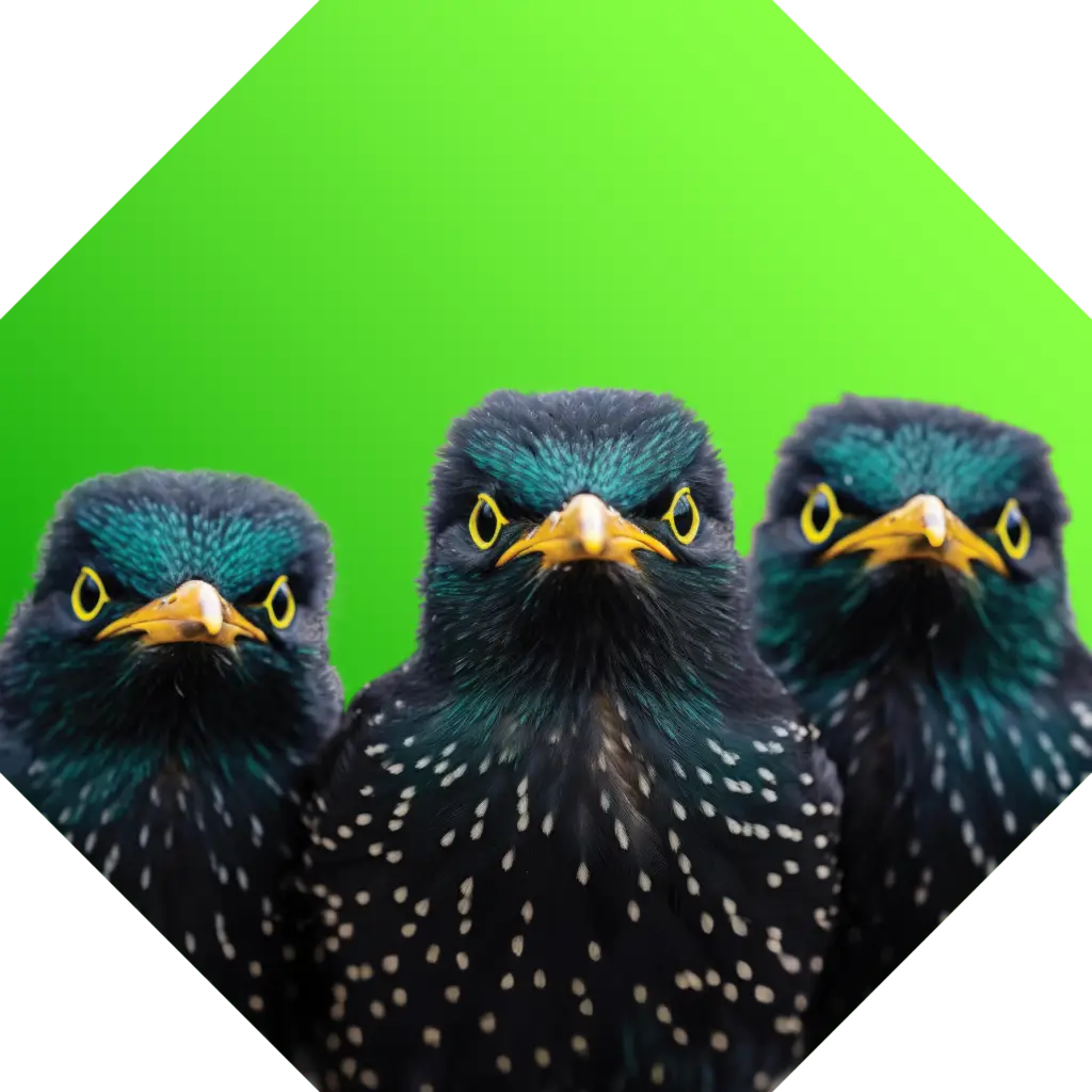 Angry Birds Stop Sign