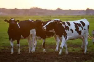 agriculture animal animal photography blur 422218 1