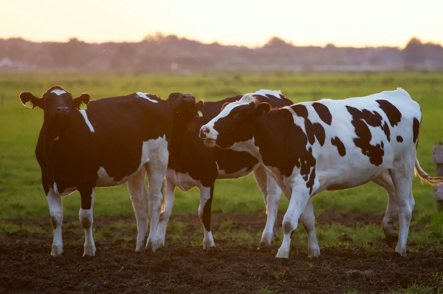 agriculture animal animal photography blur 422218 1